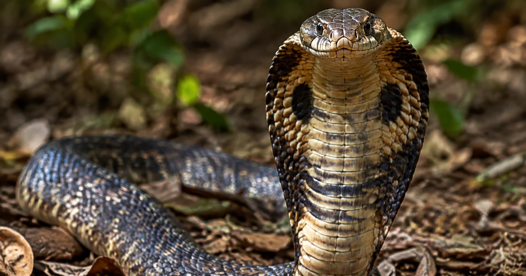 King cobra standing tall: Biểu tượng sức mạnh và sự uy nghiêm trong tự nhiên - image 2 King cobra standing tall: Biểu tượng sức mạnh và sự uy nghiêm trong tự nhiên - image 2