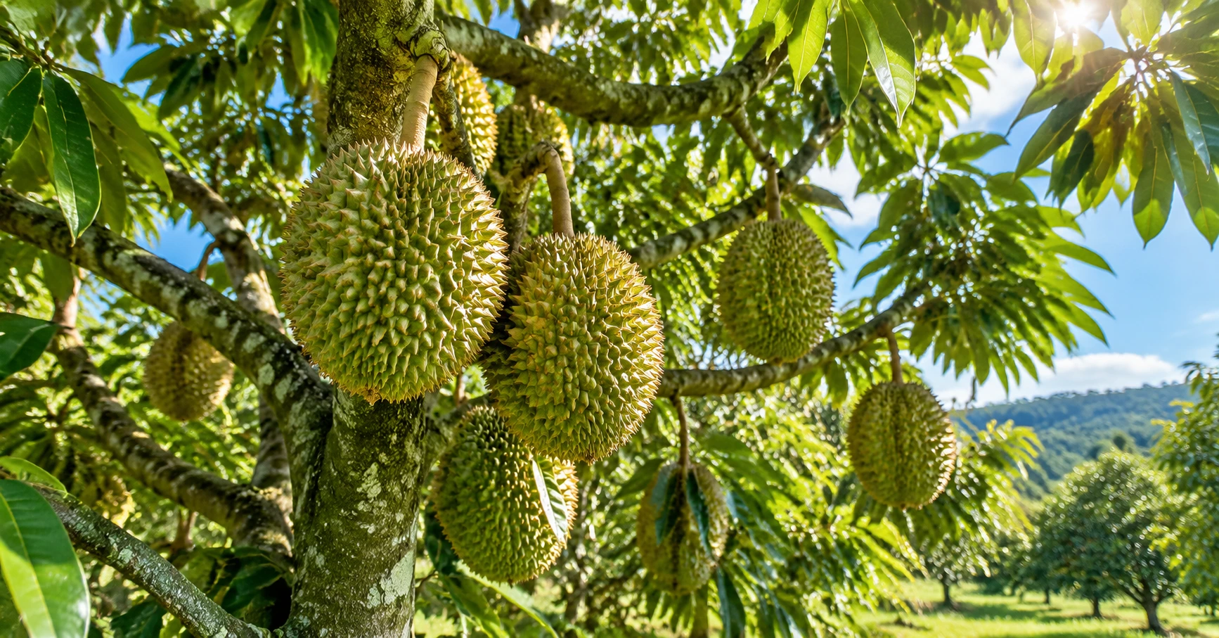 Tổng quan về giống cây sầu riêng musang king - image 2 Tổng quan về giống cây sầu riêng musang king - image 2